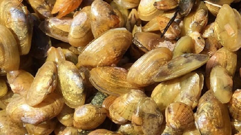 Đặc sản tên độc, lạ chỉ có ở Quảng Ngãi vô cùng ngon ngọt và khan hiếm, bán giá 5.000 đồng/lon