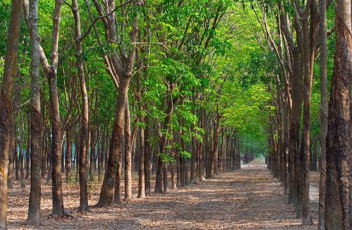 Lai Châu: Sớm giải quyết những khó khăn, vướng mắc về đất trồng cao su