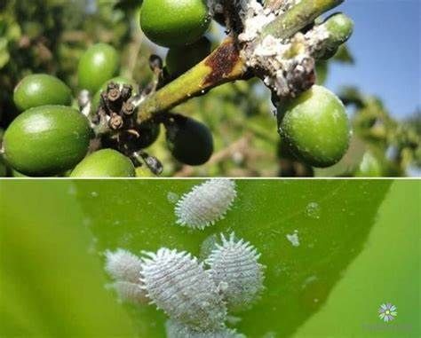 Rệp gây hại cây cà phê và biện pháp phòng trừ