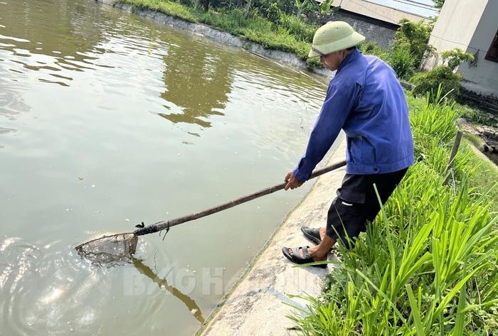 “Muốn giàu nuôi cá, muốn khá nuôi heo”, nhưng vì sao người nuôi cá truyền thống ở đây lao đao thế này?