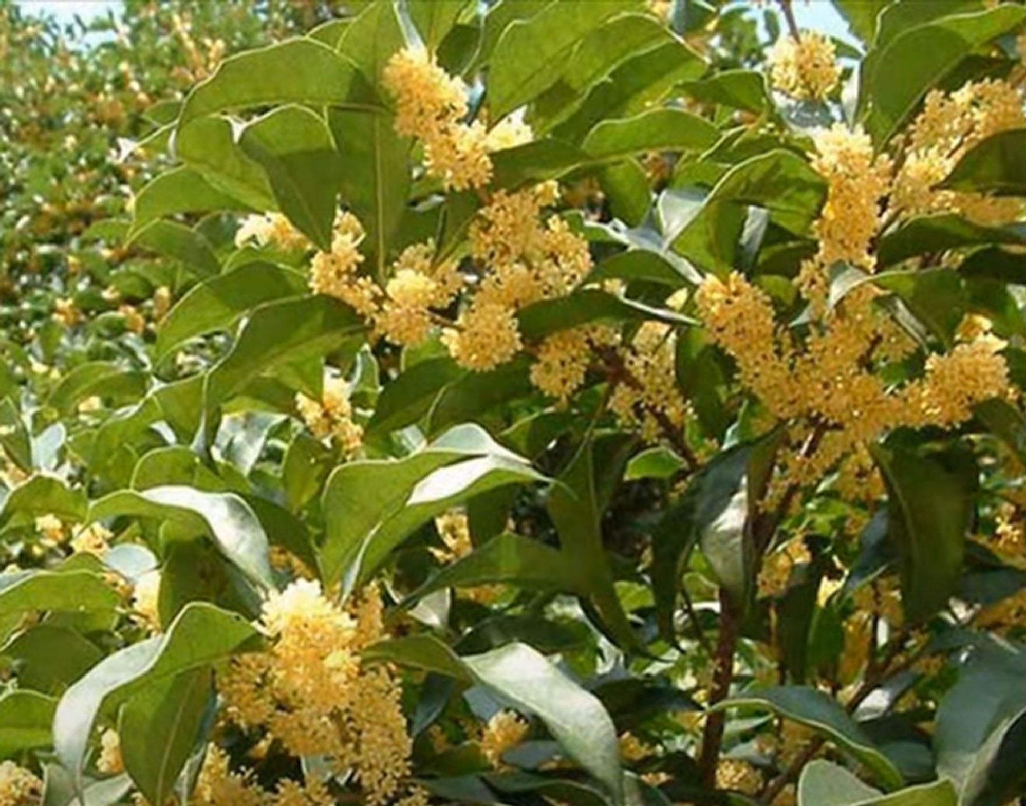 Một nơi ở Thái Bình, dân trồng mộc hương, làm dược liệu thì quý, chưng cảnh lại đẹp, thu tiền tỷ