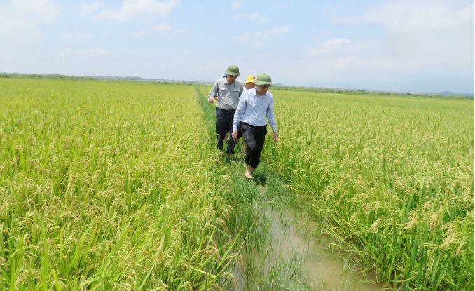 Mùa vàng trên cánh đồng liên kết