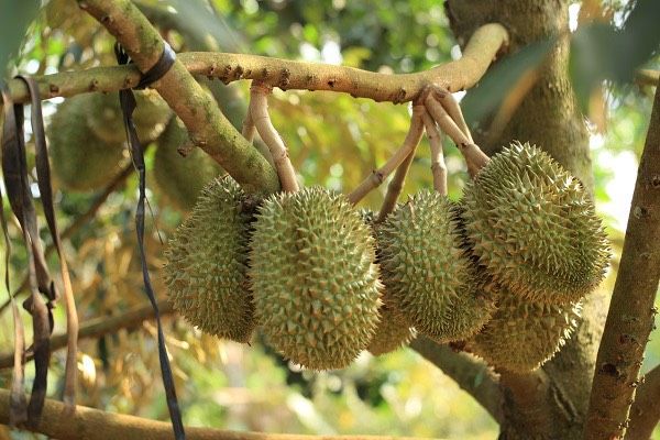 Sulphate kali đối với chất lượng sầu riêng