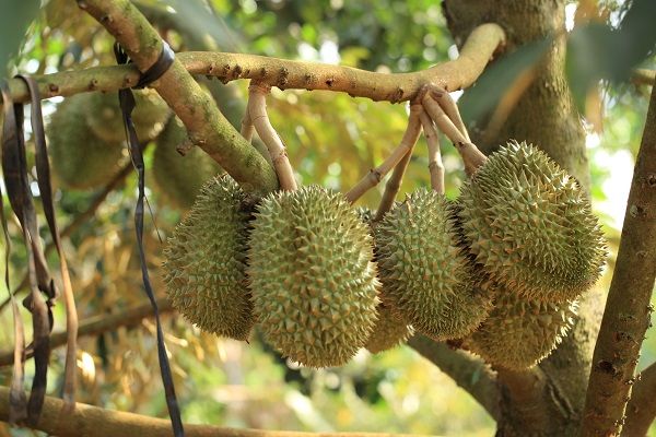 Ứng phó thời tiết bất lợi, tăng cường chăm sóc sầu riêng giai đoạn nuôi trái