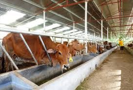 Nuôi vỗ béo bò 3B trên nền đệm lót sinh học, không bỏ đi thứ gì, nhiều nông dân được hưởng lợi