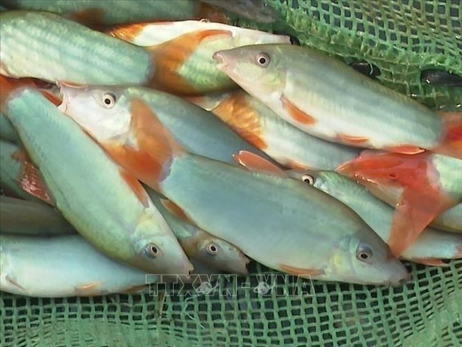 Bỏ phố về quê đào ao rót 600 triệu xuống nuôi thứ cá đẹp như cá cảnh, lãi hàng trăm triệu/năm