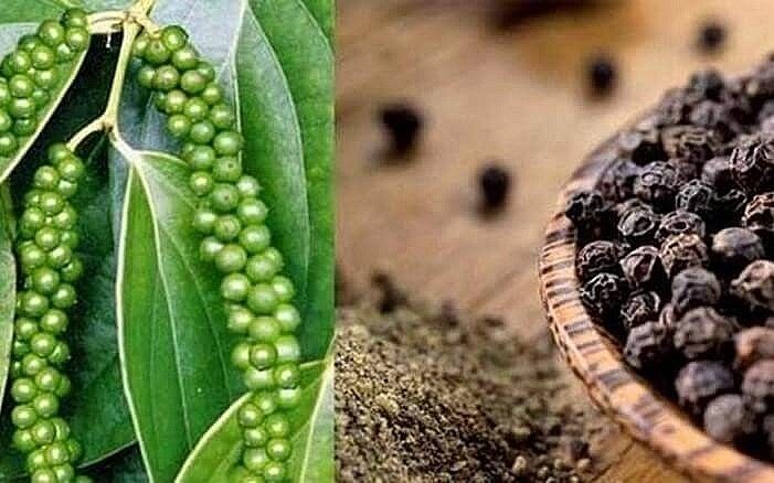 Sản lượng tăng, giá hạt tiêu nội địa 