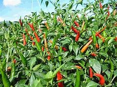 Nông dân một huyện trung du Phú Thọ sản xuất nông nghiệp hàng hóa, nhiều nhà đang khá giả lên