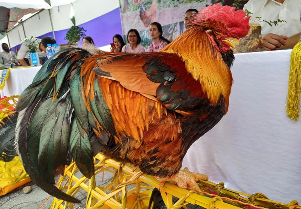 Sắp có danh hiệu 'Hoa hậu gà Tiên Yên'