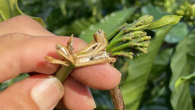 Mọt đục cành cà phê và biện pháp phòng trừ