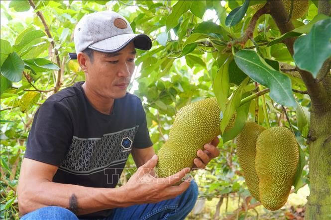 Xôn xao dư luận, ngành nông nghiệp gặp người đã lai tạo và trồng thành công giống mít hương sầu riêng