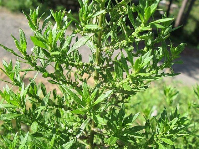 Một chủ vườn thâm nhập vào sào huyệt sấy giun ở tỉnh Hòa Bình