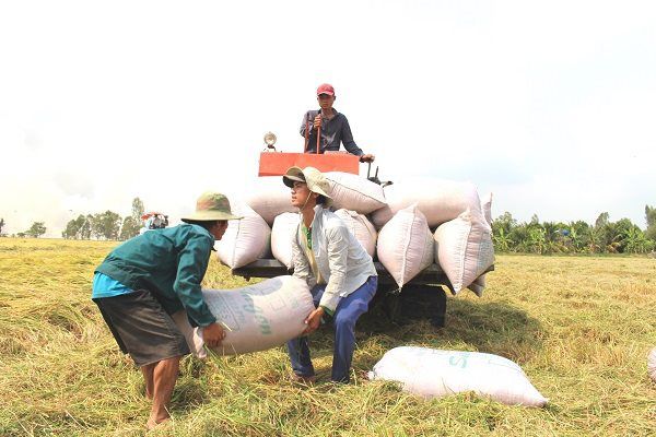 Giá gạo tiếp tục tăng, Bộ trưởng Lê Minh Hoan khẳng định với Quốc hội, Việt Nam vẫn xuất khẩu trên 7 triệu tấn gạo