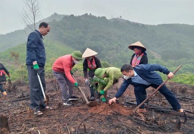 Quảng Ninh quyết tâm trồng ít nhất 2.000ha lim, lát, giổi trong năm 2023