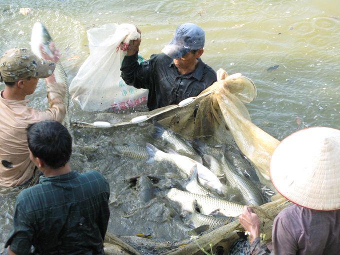 Một ngày ở cái nôi nuôi thủy sản của Thủ đô