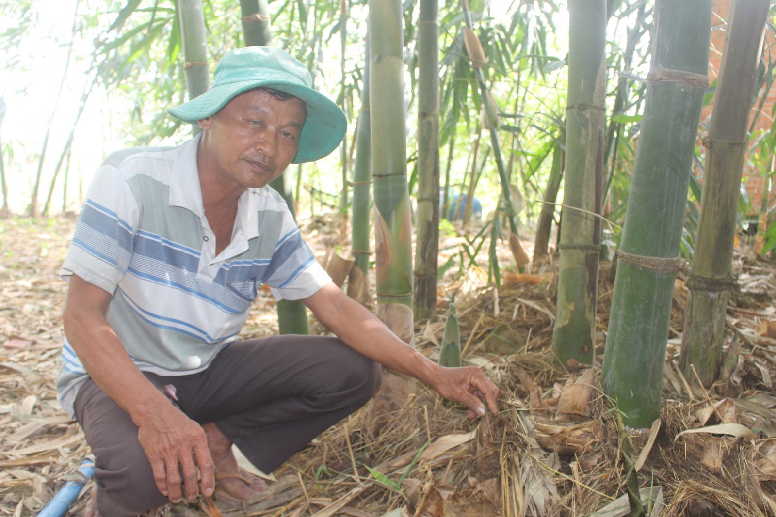 Trồng cây này mọc la liệt 
