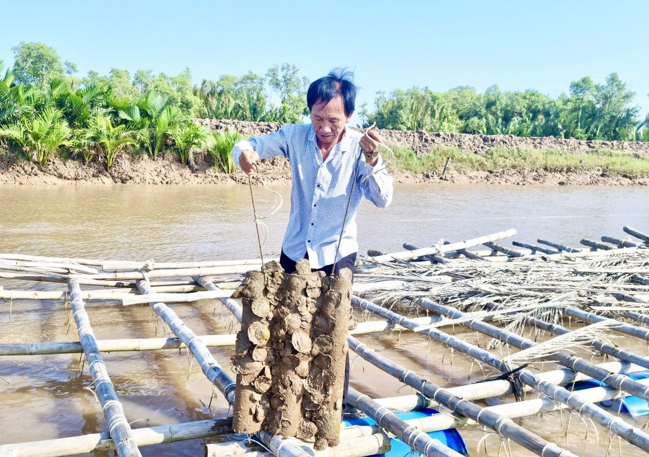 Người nuôi hàu tự phát mong sớm được quy hoạch