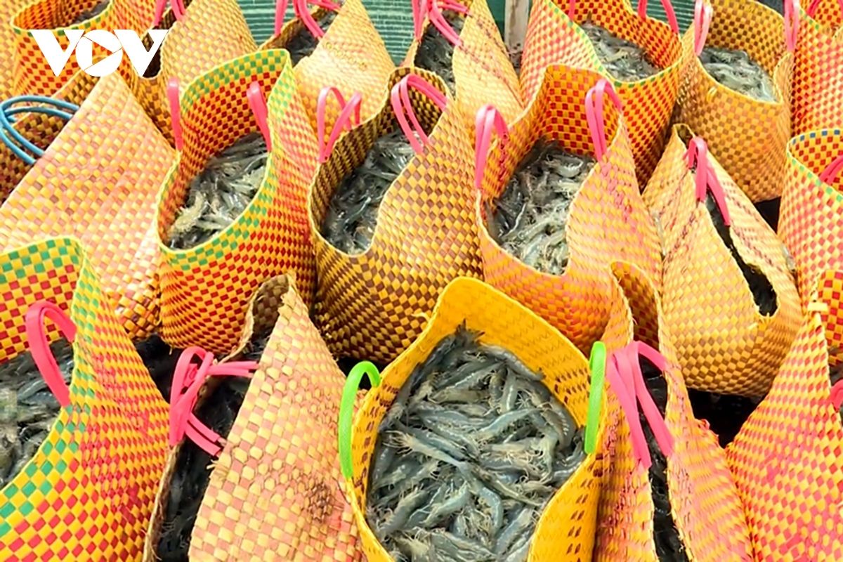 Sau nhiều tháng giảm liên tục, giá tôm thẻ nguyên liệu bắt đầu tăng nhẹ