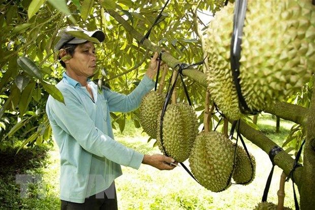 Giá sầu riêng lên cơn sốt ở Đắk Lắk, quản lý chặt hoạt động thu mua và tiêu thụ