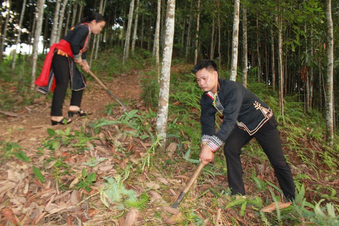 Xã vùng cao 'đổi đời' nhờ quế hữu cơ