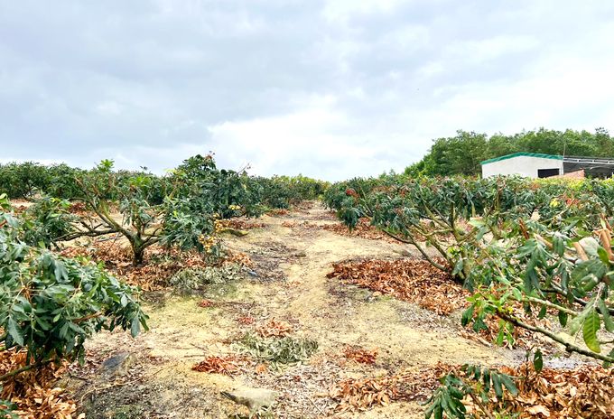 Sitto mang đến giải pháp phục hồi cây nhãn, vải sau thu hoạch