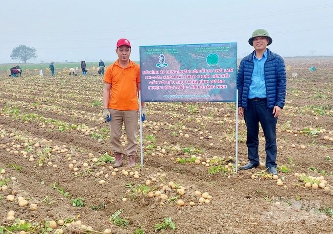 Trồng khoai tây sử dụng phân bón Sitto Việt Nam cho năng suất cao