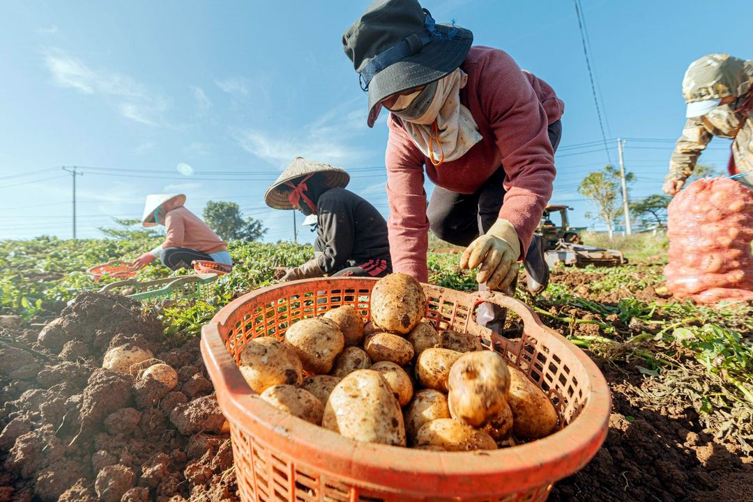Một ngày thu hoạch khoai tây cùng nông dân Đức Trọng