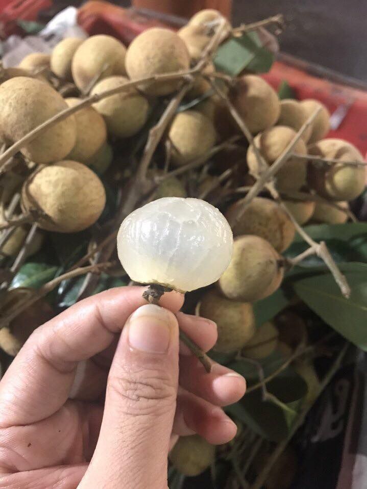 Sông Mã tự tin tiêu thụ hơn 70 nghìn tấn nhãn