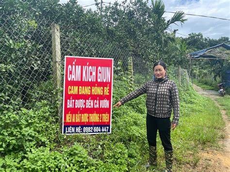 Giun tặc' hoành hành, người nông dân như ngồi trên đống lửa