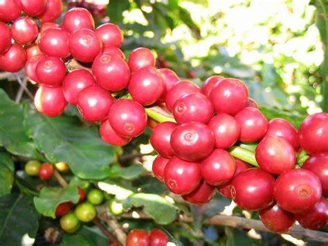 Giá cà phê 15/8: Hai sàn thế giới lao dốc, giá cà phê trong nước cũng 