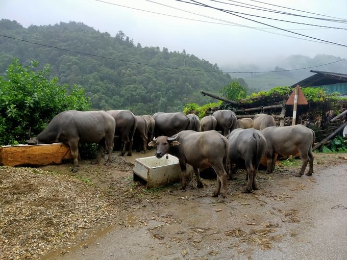 Bảo vệ đàn vật nuôi sau mưa lũ