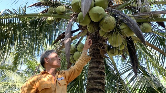 Trà Vinh chuẩn bị kỹ, sẵn sàng đón cơ hội xuất khẩu dừa tươi