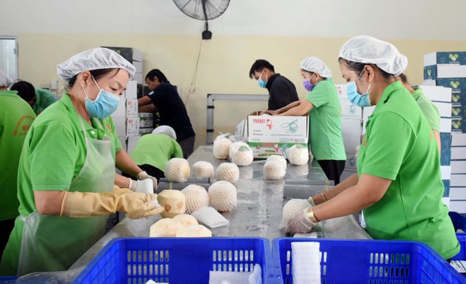Doanh nghiệp Việt Nam có thể bắt đầu xuất khẩu dừa sang Mỹ 'ngay lập tức'