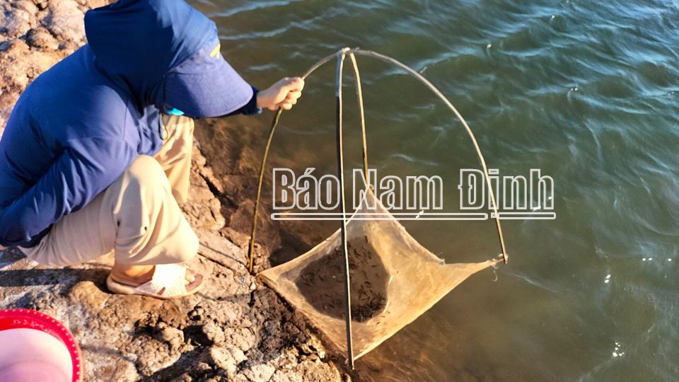 Một nông dân Nam Định xuất bán 300 tấn cá bống bớp, bán sang cả Trung Quốc, Hồng Kông