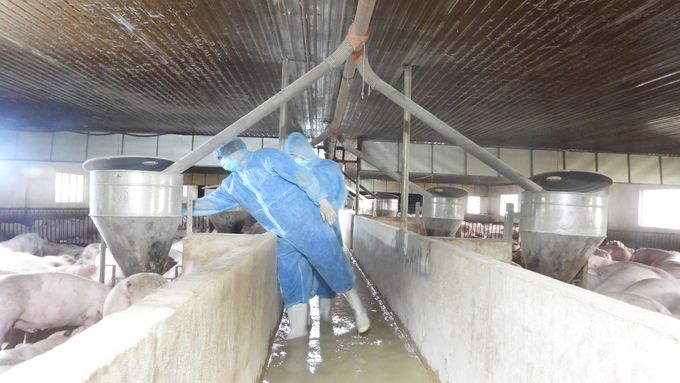 Phát điện từ khí biogas, trại heo tiết kiệm 100 triệu đồng mỗi tháng