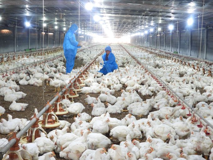 Đón đầu xu thế dịch chuyển chăn nuôi công nghệ cao