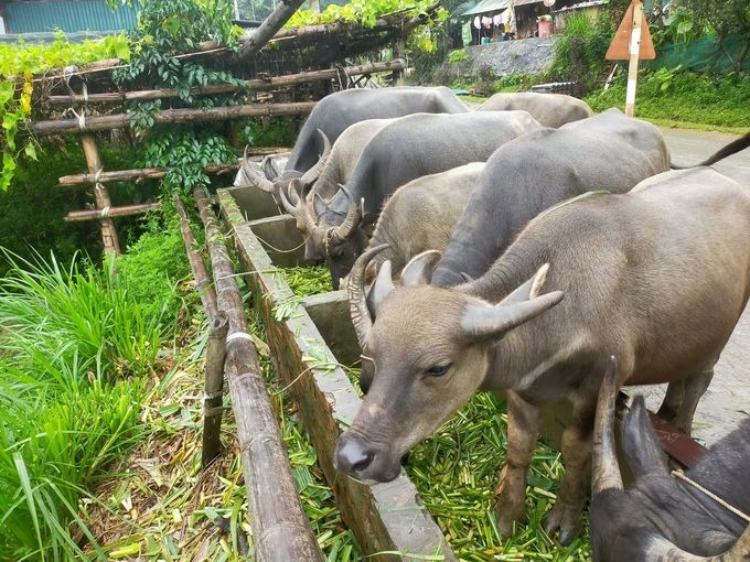 Bảo vệ đàn vật nuôi sau mưa 