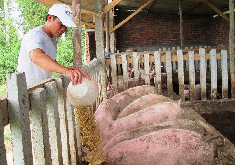 Giá lợn hơi đang ở sườn dốc, đà giảm bao giờ dừng lại?