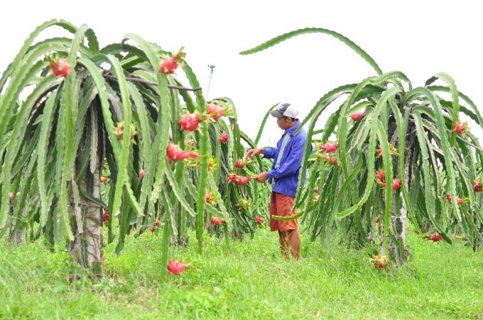 Công nghệ số trong sản xuất và xuất khẩu trái cây