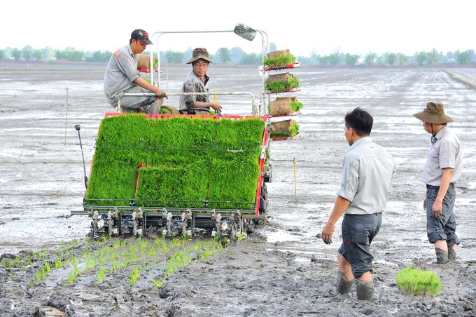 Khuyến cáo nông dân không phá hợp đồng, bán 'lúa non'