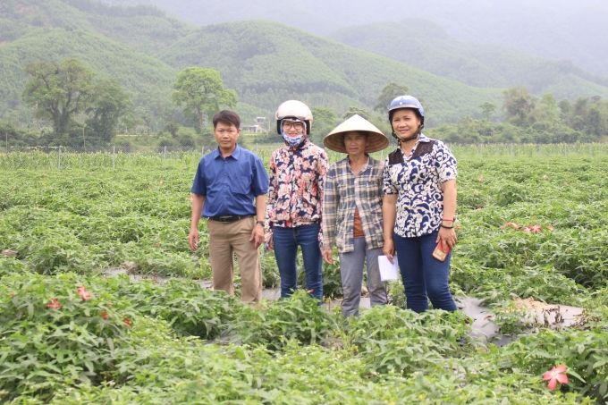 Trồng thử nghiệm cây dược liệu sâm Bố Chính