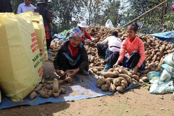 Sâm đất thành hàng hoá