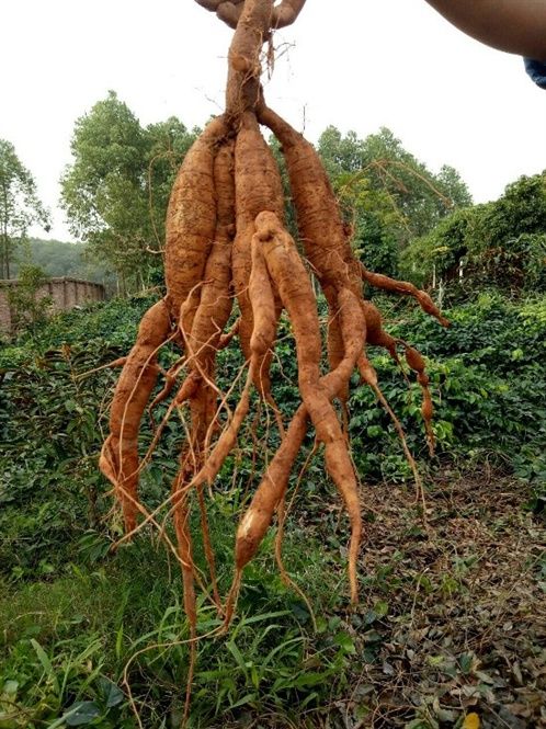 Bảo tồn sâm Nam núi Dành