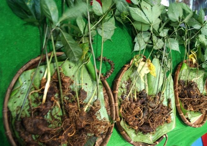 Quảng Ngãi lên kế hoạch trồng gần 1.000ha dược liệu