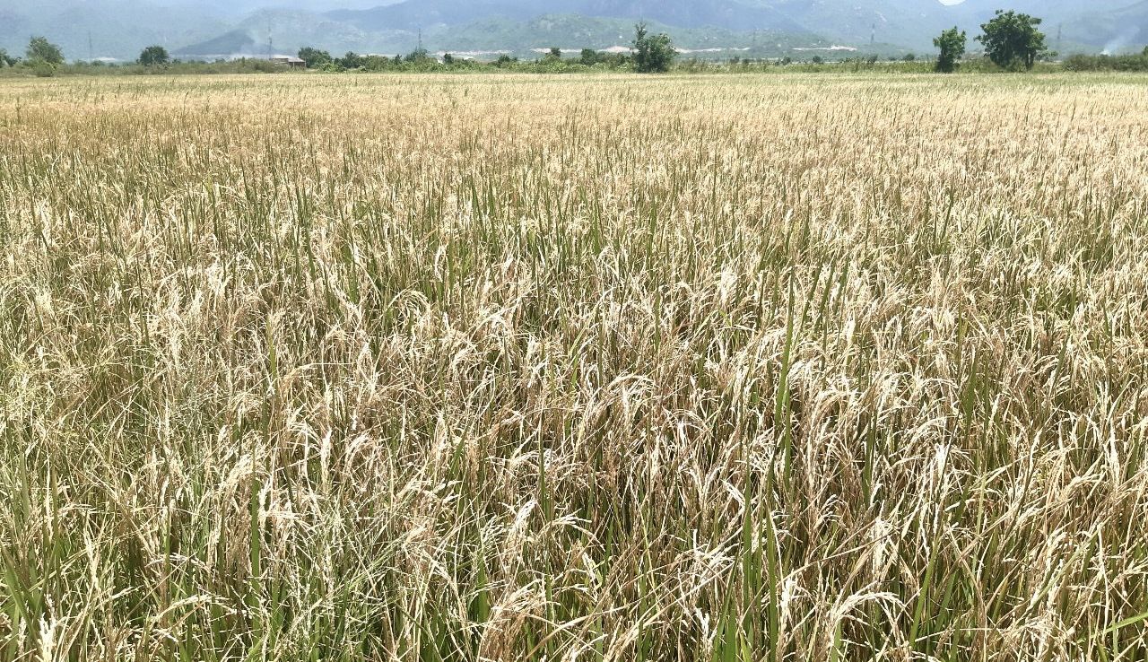 Bình Thuận cảnh báo sâu đục thân hại lúa