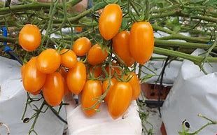Lên Sa Pa xem giống cà chua Nova vừa lạ vừa ngon