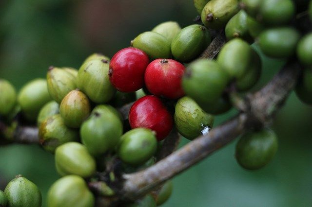 Kỹ thuật bón phân hiệu quả cho cây cà phê 
