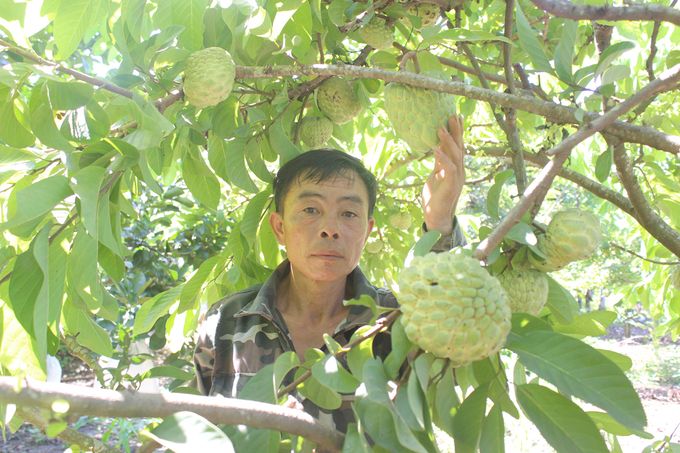 Trồng na Thái, hái ra tiền