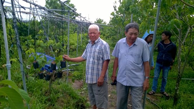 Trồng na Thái dễ kiếm tiền