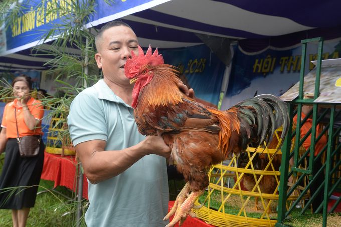 Hội thi gà có một không hai ở đất mỏ